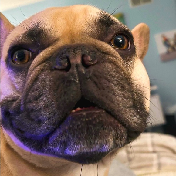 Meet your Posher, Corey and my Frenchy sunny.. - Picture 6 of 6